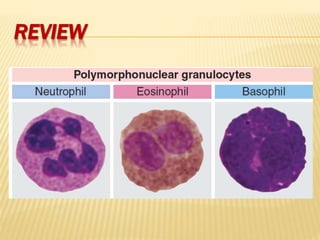 Leucocytes | PPTX