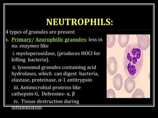 LEUCOCYTES | PPT