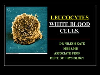 DR NILESH KATE
MBBS,MD
ASSOCIATE PROF
DEPT. OF PHYSIOLOGY
LEUCOCYTES
WHITE BLOOD
CELLS.
 
