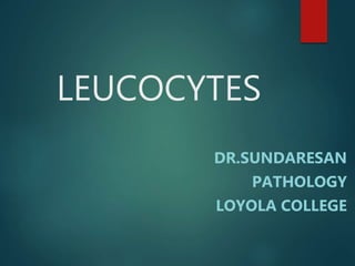 LEUCOCYTES
DR.SUNDARESAN
PATHOLOGY
LOYOLA COLLEGE
 