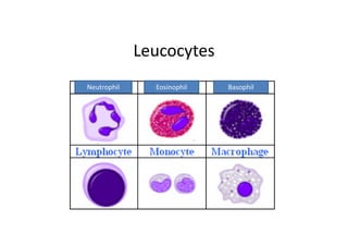 Leucocytes
Neutrophil Eosinophil Basophil
 