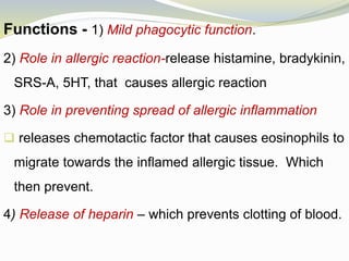 Functions - 1) Mild phagocytic function.
2) Role in allergic reaction-release histamine, bradykinin,
SRS-A, 5HT, that causes allergic reaction
3) Role in preventing spread of allergic inflammation
 releases chemotactic factor that causes eosinophils to
migrate towards the inflamed allergic tissue. Which
then prevent.
4) Release of heparin – which prevents clotting of blood.
 