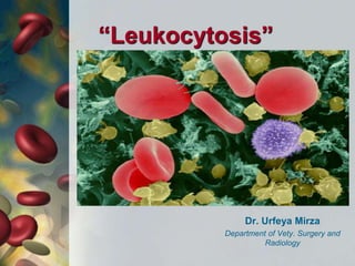 “Leukocytosis”
Dr. Urfeya Mirza
Department of Vety. Surgery and
Radiology
 