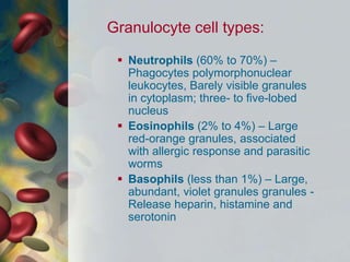 Granulocyte cell types:
 Neutrophils (60% to 70%) –
Phagocytes polymorphonuclear
leukocytes, Barely visible granules
in cytoplasm; three- to five-lobed
nucleus
 Eosinophils (2% to 4%) – Large
red-orange granules, associated
with allergic response and parasitic
worms
 Basophils (less than 1%) – Large,
abundant, violet granules granules -
Release heparin, histamine and
serotonin
 