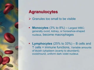 Agranulocytes
 Granules too small to be visible
 Monocytes (3% to 8%) – Largest WBC;
generally ovoid, kidney, or horseshoe-shaped
nucleus, become macrophages
 Lymphocytes (25% to 33%) – B cells and
T cells = immune functions, Variable amounts
of bluish cytoplasm (scanty to abundant);
ovoid/round, uniform dark violet nucleus
 