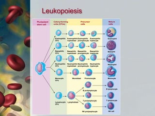 18-18
Leukopoiesis
leaves
Lymphoblast
B prolymphocyte
B lymphocyte
T lymphocyte
NK cell
T prolymphocyte
NK prolymphocyte
Monoblast Promonocyte Monocyte
Basophil
Eosinophil
Neutrophil
Pluripotent
stem cell
Colony-forming
units (CFUs)
Precursor
cells
Mature
cells
Eosinophilic
myelocyte
Eosinophilic
promyelocyte
Eosinophilic
myeloblast
Eosinophilic
CFU
Basophilic
CFU
Neutrophilic
CFU
Monocytic
CFU
Lymphocytic
CFU
Basophilic
myeloblast
Neutrophilic
myeloblast
Neutrophilic
promyelocyte
Basophilic
promyelocyte
Basophilic
myelocyte
Neutrophilic
myelocyte
 
