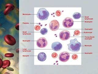 Neutrophil
Erythrocyte
Eosinophil
Monocyte
Neutrophil
Basophil
Neutrophil
Platelets
Monocyyte
Small
lymphocyte
Young (band)
neutrophil
Small
lymphocyte
Large
lymphocyte
 