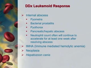DDx Leukemoid Response
 Internal abscess
 Pyometra
 Bacterial prostatitis
 Pyothorax
 Pancreatic/hepatic abscess
 Neutrophil count often will continue to
accelerate for at least one week after
resolving abscess
 IMHA (Immune mediated hemolytic anemia)
 Neoplasia
 Hepatozoon canis
 