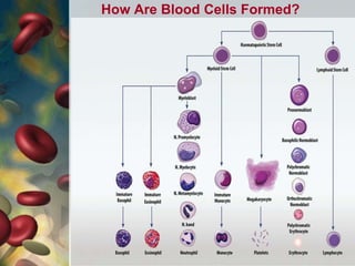 How Are Blood Cells Formed?
 