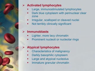  Activated lymphocytes
 Large, immunostimulated lymphocytes
 Dark blue cytoplasm with perinuclear clear
zone
 Irregular, scalloped or cleaved nuclei
 Not terribly clinically significant
 Immunoblasts
 Lighter, more lacy chromatin
 Prominent nucleoli or nucleolar rings
 Atypical lymphocytes
 Characteristics of malignancy
 Darkly basophilic cytoplasm
 Large and atypical nucleolus
 Immature granular chromatin
 