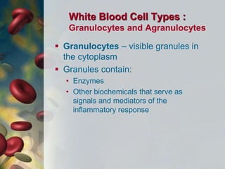 White Blood Cell Types :
Granulocytes and Agranulocytes
 Granulocytes – visible granules in
the cytoplasm
 Granules contain:
• Enzymes
• Other biochemicals that serve as
signals and mediators of the
inflammatory response
 