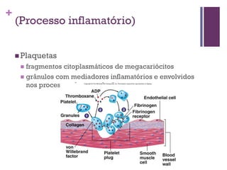+
    (Processo inflamatório)


     Plaquetas
      fragmentos citoplasmáticos de megacariócitos
      grânulos com mediadores inflamatórios e envolvidos
       nos processos de coagulação
 