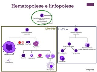 Hematopoiese e linfopoiese



              Mielóide   Linfóide




                                    Wikipedia
 