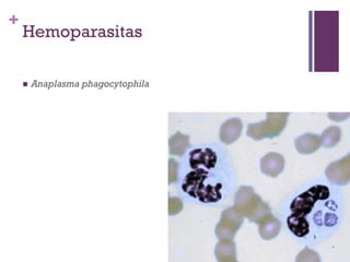 +
    Hemoparasitas

       Anaplasma phagocytophila
 