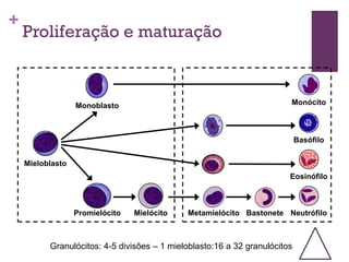 +
    Proliferação e maturação



                  Monoblasto                                            Monócito



                                                                            Basófilo


    Mieloblasto
                                                                        Eosinófilo



                  Promielócito   Mielócito   Metamielócito Bastonete Neutrófilo



          Granulócitos: 4-5 divisões – 1 mieloblasto:16 a 32 granulócitos
 