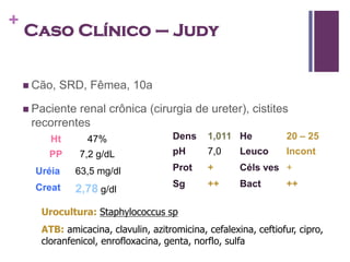 +
    Caso Clínico – Judy


     Cão,   SRD, Fêmea, 10a

     Pacienterenal crônica (cirurgia de ureter), cistites
     recorrentes
         Ht       47%                  Dens    1,011 He            20 – 25
        PP       7,2 g/dL              pH      7,0     Leuco       Incont

      Uréia    63,5 mg/dl              Prot    +       Céls ves +

      Creat                            Sg      ++      Bact        ++
               2,78 g/dl
       Urocultura: Staphylococcus sp
       ATB: amicacina, clavulin, azitromicina, cefalexina, ceftiofur, cipro,
       cloranfenicol, enrofloxacina, genta, norflo, sulfa
 