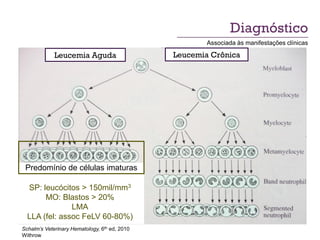 Diagnóstico
                                                       Associada às manifestações clínicas

             Leucemia Aguda                    Leucemia Crônica




 Predomínio de células imaturas

  SP: leucócitos > 150mil/mm3
       MO: Blastos > 20%
               LMA
  LLA (fel: assoc FeLV 60-80%)
Schalm’s Veterinary Hematology, 6th ed, 2010
Withrow
 