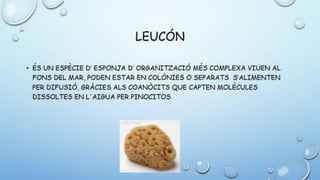 Leucon