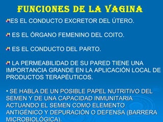 FUNCIONES DE LA VAGINA ES EL CONDUCTO EXCRETOR DEL ÚTERO. ES EL ÓRGANO FEMENINO DEL COITO. ES EL CONDUCTO DEL PARTO. LA PERMEABILIDAD DE SU PARED TIENE UNA IMPORTANCIA GRANDE EN LA APLICACIÓN LOCAL DE PRODUCTOS TERAPÉUTICOS. SE HABLA DE UN POSIBLE PAPEL NUTRITIVO DEL SEMEN Y DE UNA CAPACIDAD INMUNITARIA ACTUANDO EL SEMEN COMO ELEMENTO ANTIGÉNICO Y DEPURACIÓN O DEFENSA (BARRERA MICROBIOLÓGICA). 