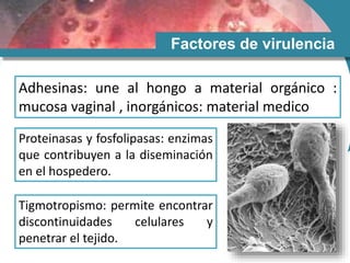 Factores de virulencia
Adhesinas: une al hongo a material orgánico :
mucosa vaginal , inorgánicos: material medico
Proteinasas y fosfolipasas: enzimas
que contribuyen a la diseminación
en el hospedero.
Tigmotropismo: permite encontrar
discontinuidades celulares y
penetrar el tejido.
 