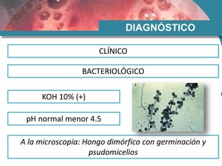 DIAGNÓSTICO
BACTERIOLÓGICO
KOH 10% (+)
pH normal menor 4.5
A la microscopia: Hongo dimórfico con germinación y
psudomicelios
CLÍNICO
 