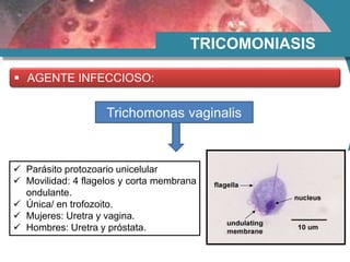 TRICOMONIASIS
 AGENTE INFECCIOSO:
Trichomonas vaginalis
 Parásito protozoario unicelular
 Movilidad: 4 flagelos y corta membrana
ondulante.
 Única/ en trofozoito.
 Mujeres: Uretra y vagina.
 Hombres: Uretra y próstata.
 