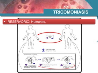 TRICOMONIASIS
 RESERVORIO: Humanos.
 