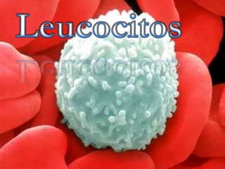 Leucocitos 