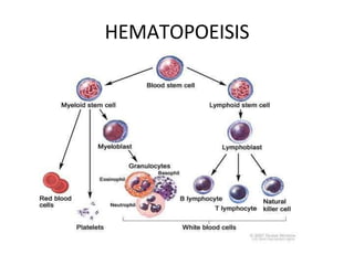 HEMATOPOEISIS
 