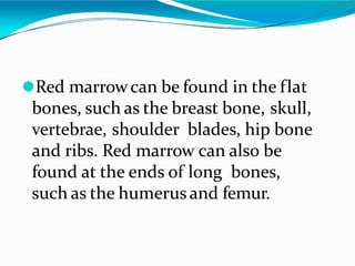 ⚫Red marrowcan be found in the flat
bones, such as the breast bone, skull,
vertebrae, shoulder blades, hip bone
and ribs. Red marrow can also be
found at the ends of long bones,
such as the humerus and femur.
 