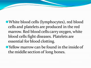 ⚫White blood cells (lymphocytes), red blood
cells and platelets are produced in the red
marrow. Red blood cells carryoxygen, white
blood cells fight diseases. Platelets are
essential for blood clotting.
⚫Yellow marrowcan be found in the insideof
the middle section of long bones.
 