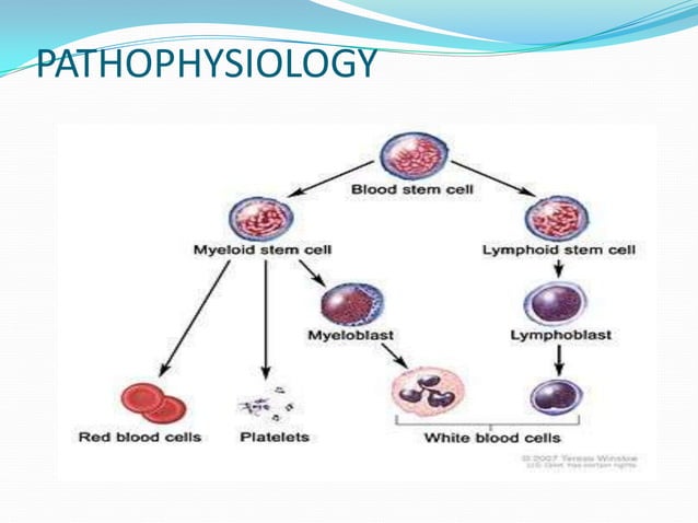 Leukemia | PPTX | Blood Disorders | Diseases and Conditions