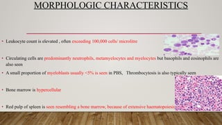 MORPHOLOGIC CHARACTERISTICS
• Leukocyte count is elevated , often exceeding 100,000 cells/ microlitre
• Circulating cells are predominantly neutrophils, metamyelocytes and myelocytes but basophils and eosinophils are
also seen
• A small proportion of myeloblasts usually <5% is seen in PBS, Thrombocytosis is also typically seen
• Bone marrow is hypercellular
• Red pulp of spleen is seen resembling a bone marrow, because of extensive haematopoiesis
 
