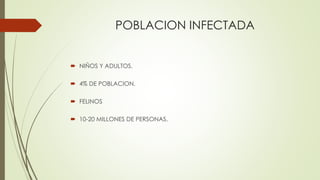 POBLACION INFECTADA
 NIÑOS Y ADULTOS.
 4% DE POBLACION.
 FELINOS
 10-20 MILLONES DE PERSONAS.
 