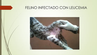 FELINO INFECTADO CON LEUCEMIA
 