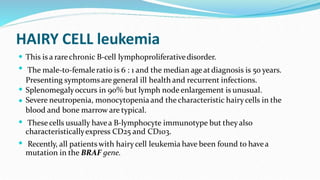 HAIRY CELL leukemia






This is a rarechronic B-cell lymphoproliferativedisorder.
The male-to-femaleratio is 6 : 1 and the median age at diagnosis is 50 years.
Presenting symptomsare general ill health and recurrent infections.
Splenomegalyoccurs in 90% but lymph node enlargement is unusual.
Severe neutropenia, monocytopenia and the characteristic hairycells in the
blood and bone marrow are typical.
These cells usually havea B-lymphocyte immunotype but theyalso
characteristicallyexpress CD25 and CD103.
Recently, all patients with hairycell leukemia have been found to havea
mutation in the BRAF gene.
 