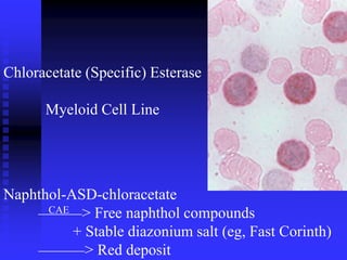 Chloracetate (Specific) Esterase
Myeloid Cell Line
Naphthol-ASD-chloracetate
CAE > Free naphthol compounds
+ Stable diazonium salt (eg, Fast Corinth)
> Red deposit
 