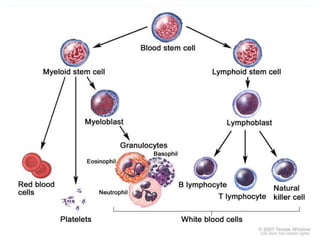 Leukemia Types Overview Comprehensive Overview of Leukemia: Types, Diagnosis, and Treatment | PPTX