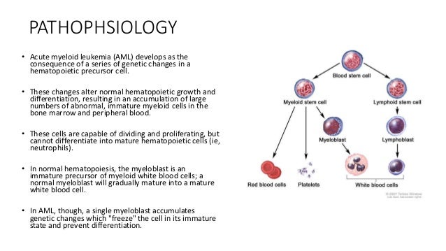 Acute Myeloid Leukemia