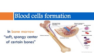 In bone marrow
“soft, spongy center
of certain bones”
Blood cells formation
 