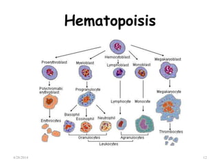 Hematopoisis
4/28/2014 12
 