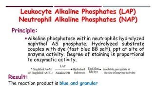 Leukocyte Alkaline Phosphatase Stain | PDF