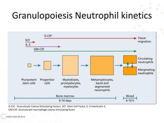 Granulopoiesis Neutrophil kinetics
G-CSF : Granulocyte Colony-Stimulating Factors, SCF: Stem Cell Factor, IL-3:Interleukin 3,
GM-CSF: Granulocyte-macrophage colony-stimulating factor
 