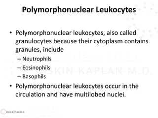 Polymorphonuclear Leukocytes
• Polymorphonuclear leukocytes, also called
granulocytes because their cytoplasm contains
granules, include
– Neutrophils
– Eosinophils
– Basophils
• Polymorphonuclear leukocytes occur in the
circulation and have multilobed nuclei.
 