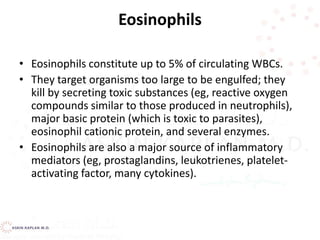 Eosinophils
• Eosinophils constitute up to 5% of circulating WBCs.
• They target organisms too large to be engulfed; they
kill by secreting toxic substances (eg, reactive oxygen
compounds similar to those produced in neutrophils),
major basic protein (which is toxic to parasites),
eosinophil cationic protein, and several enzymes.
• Eosinophils are also a major source of inflammatory
mediators (eg, prostaglandins, leukotrienes, platelet-
activating factor, many cytokines).
 