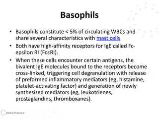 Basophils
• Basophils constitute < 5% of circulating WBCs and
share several characteristics with mast cells
• Both have high-affinity receptors for IgE called Fc-
epsilon RI (FcεRI).
• When these cells encounter certain antigens, the
bivalent IgE molecules bound to the receptors become
cross-linked, triggering cell degranulation with release
of preformed inflammatory mediators (eg, histamine,
platelet-activating factor) and generation of newly
synthesized mediators (eg, leukotrienes,
prostaglandins, thromboxanes).
 