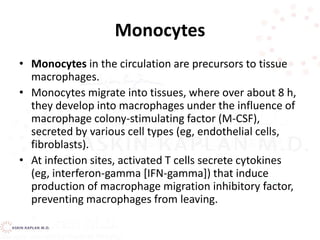 Monocytes
• Monocytes in the circulation are precursors to tissue
macrophages.
• Monocytes migrate into tissues, where over about 8 h,
they develop into macrophages under the influence of
macrophage colony-stimulating factor (M-CSF),
secreted by various cell types (eg, endothelial cells,
fibroblasts).
• At infection sites, activated T cells secrete cytokines
(eg, interferon-gamma [IFN-gamma]) that induce
production of macrophage migration inhibitory factor,
preventing macrophages from leaving.
 