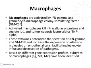 Macrophages
• Macrophages are activated by IFN-gamma and
granulocyte-macrophage colony-stimulating factor
(GM-CSF).
• Activated macrophages kill intracellular organisms and
secrete IL-1 and tumor necrosis factor-alpha (TNF-
alpha).
• These cytokines potentiate the secretion of IFN-gamma
and GM-CSF and increase the expression of adhesion
molecules on endothelial cells, facilitating leukocyte
influx and destruction of pathogens.
• Based on different gene expression profiles, subtypes
of macrophages (eg, M1, M2) have been identified.
 