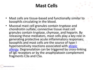 Mast Cells
• Mast cells are tissue-based and functionally similar to
basophils circulating in the blood.
• Mucosal mast cell granules contain tryptase and
chondroitin sulfate; connective tissue mast cell
granules contain tryptase, chymase, and heparin. By
releasing these mediators, mast cells play a key role in
generating protective acute inflammatory responses;
basophils and mast cells are the source of type I
hypersensitivity reactions associated with atopic
allergy. Degranulation can be triggered by cross-linking
of IgE receptors or by the anaphylatoxin complement
fragments C3a and C5a.
 