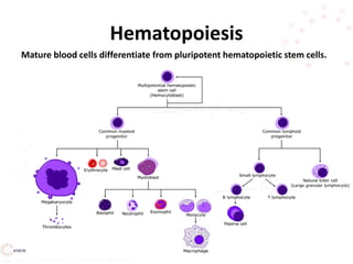 Hematopoiesis
Mature blood cells differentiate from pluripotent hematopoietic stem cells.
 